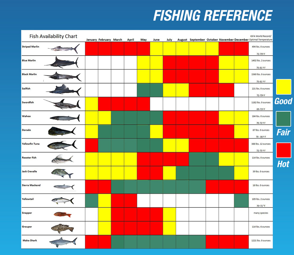 bn DMC fishingeref