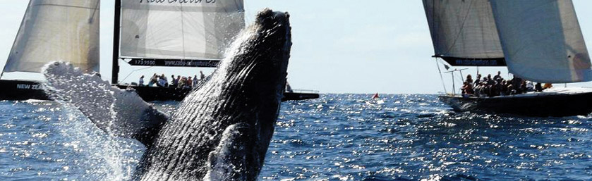 bn tours whale 001